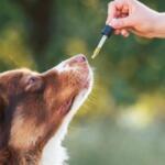 Beruhigungsmittel für Hunde bei Gewitterangst: Wann Medikamente wirklich nötig sind, welche Wirkstoffe es gibt – und welche natürlichen Alternativen helfen können.