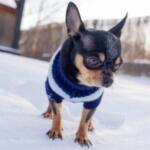 Hundebekleidung im Winter: Wann Mäntel und Jacken wirklich notwendig sind